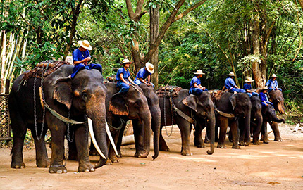 Elephant Camp Chiang Mai